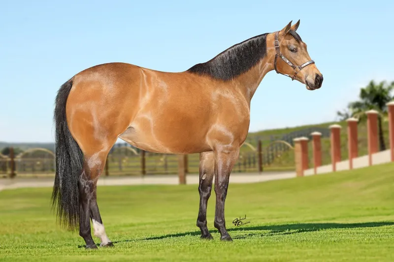 Leilão de produção do Haras Fábio José fez média de R$ 45,4 mil