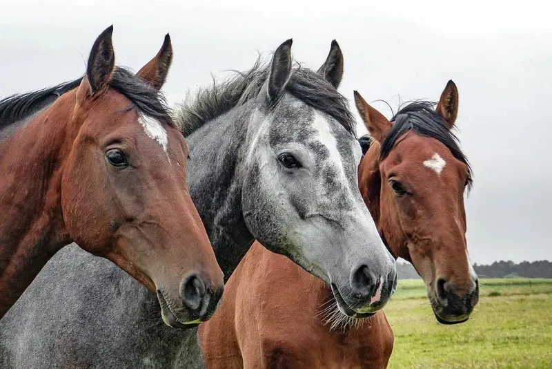 Surto de Herpes vírus equino (EHV-1) – Europa