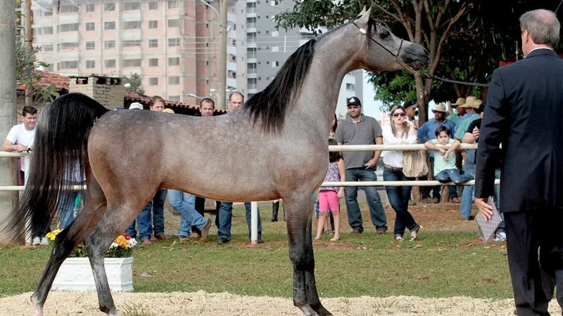 Indaiatuba sedia exposição nacional de cavalos árabes com programação infantil; entrada é gratuita